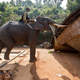 APTOPIX India Elephant Evictors